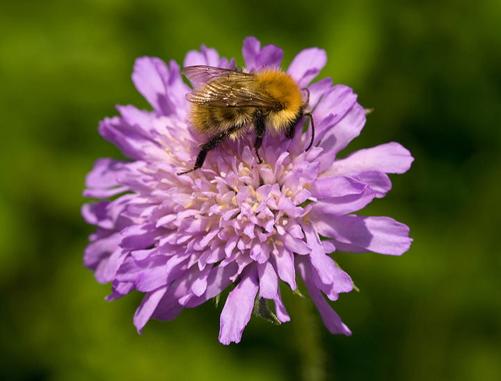 Image of a bumble bee on a wildflower.