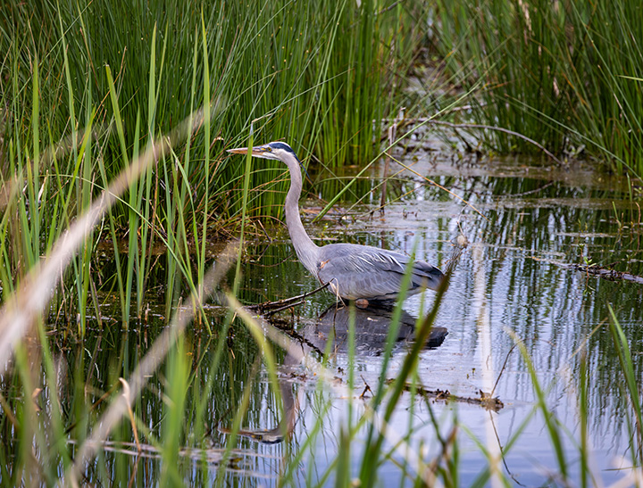 Image of water bird in a wetland area.